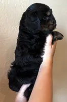 Meatball, a male Doxiepoo and Miniature Dachshund for sale in Purdy, MO – 2 of 5