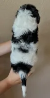 Oreo, a female Doxiepoo and Poodle - Miniature  for sale in Purdy, MO – 4 of 6