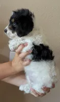 Oreo, a female Doxiepoo and Poodle - Miniature  for sale in Purdy, MO – 3 of 6