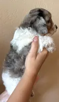 Sprinkles, a female Doxiepoo and Poodle - Miniature  for sale in Purdy, MO – 3 of 7
