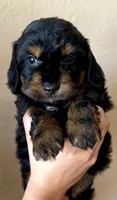 Meatball, a male Doxiepoo and Miniature Dachshund for sale in Purdy, MO – 1 of 5