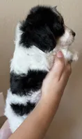 Oreo, a female Doxiepoo and Poodle - Miniature  for sale in Purdy, MO – 2 of 6