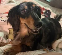 Cupcake, a female Doxiepoo and Poodle - Miniature  for sale in Purdy, MO – 6 of 7