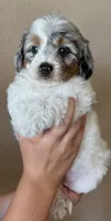 Cupcake, a female Doxiepoo and Poodle - Miniature  for sale in Purdy, MO – 2 of 7