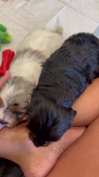 Sprinkles, a female Doxiepoo and Poodle - Miniature  for sale in Purdy, MO – 7 of 7