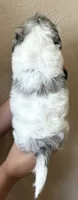 Cupcake, a female Doxiepoo and Poodle - Miniature  for sale in Purdy, MO – 5 of 7