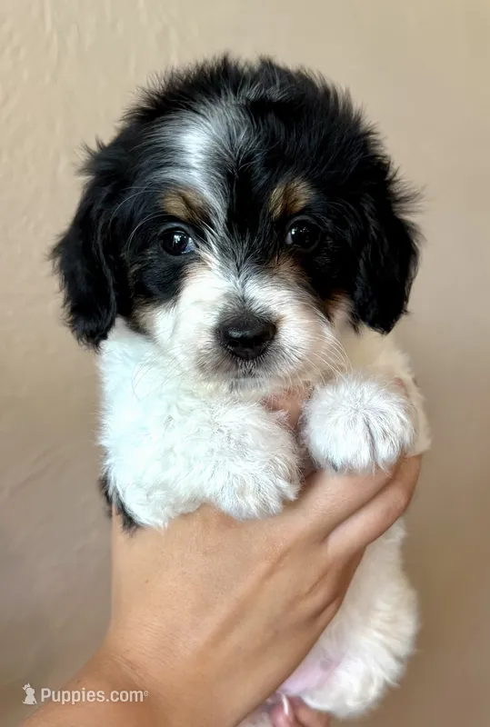 Oreo – Doxiepoo, Poodle - Miniature  puppy for sale in Purdy, MO