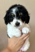 Oreo, a female Doxiepoo and Poodle - Miniature  for sale in Purdy, MO – 1 of 6