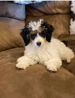 Oreo, a female Doxiepoo and Poodle - Miniature  for sale in Purdy, MO – 6 of 6