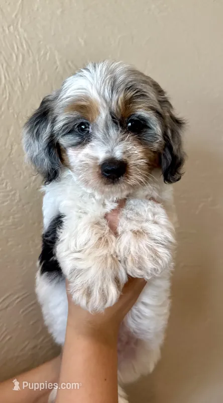 Cupcake – Doxiepoo, Poodle - Miniature  puppy for sale in Purdy, MO