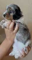 Sprinkles, a female Doxiepoo and Poodle - Miniature  for sale in Purdy, MO – 2 of 7