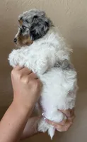 Cupcake, a female Doxiepoo and Poodle - Miniature  for sale in Purdy, MO – 3 of 7