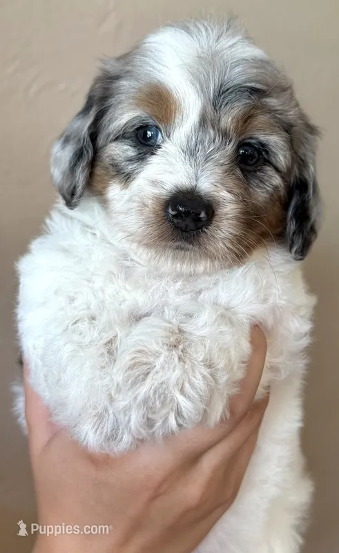 Cupcake – Doxiepoo, Poodle - Miniature  puppy for sale in Purdy, MO