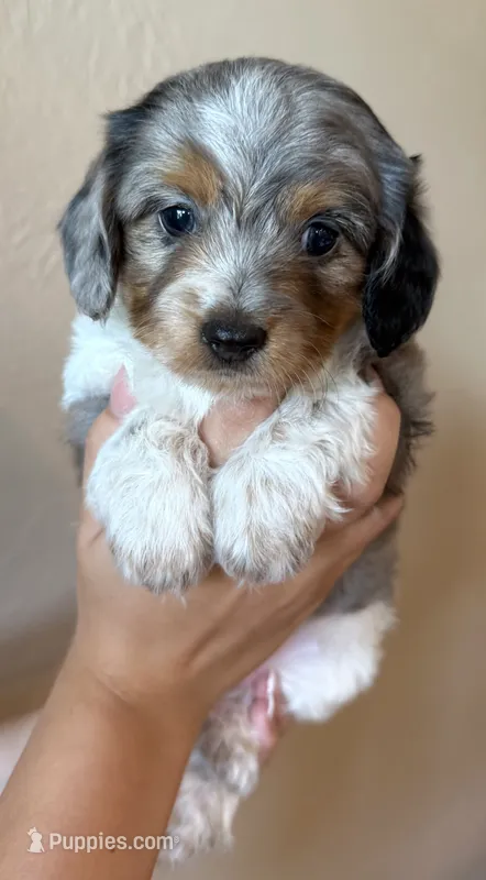 Sprinkles – Doxiepoo, Poodle - Miniature  puppy for sale in Purdy, MO