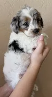 Cupcake, a female Doxiepoo and Poodle - Miniature  for sale in Purdy, MO – 4 of 7