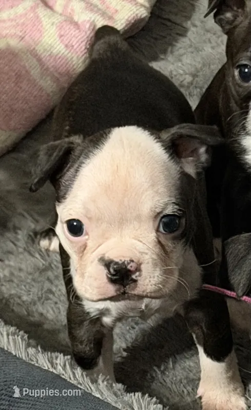 Baldie – Boston Terrier puppy for sale in Kissimmee, FL