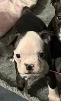 Baldie, a female Boston Terrier for sale in Kissimmee, FL – 1 of 2