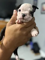 Baldie, a female Boston Terrier for sale in Kissimmee, FL – 2 of 2