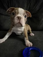 Bear, a female Boston Terrier for sale in Kissimmee, FL – 2 of 2