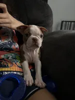 Gizmo, a female Boston Terrier for sale in Kissimmee, FL – 2 of 2
