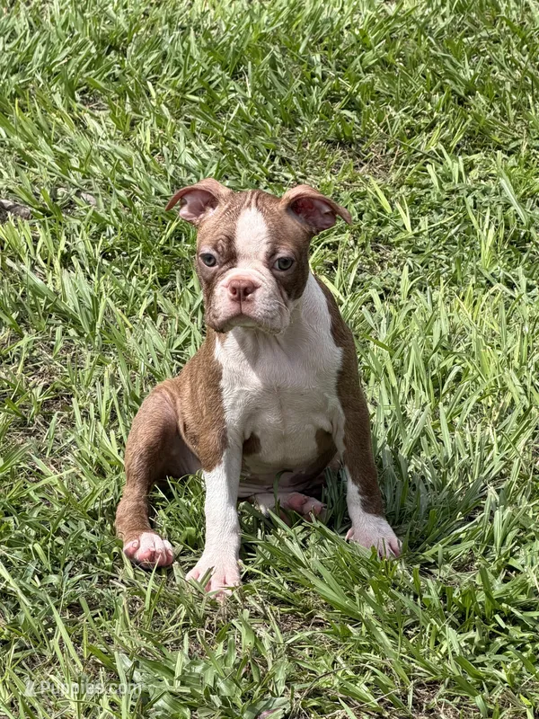 Bear – Boston Terrier puppy for sale in Kissimmee, FL