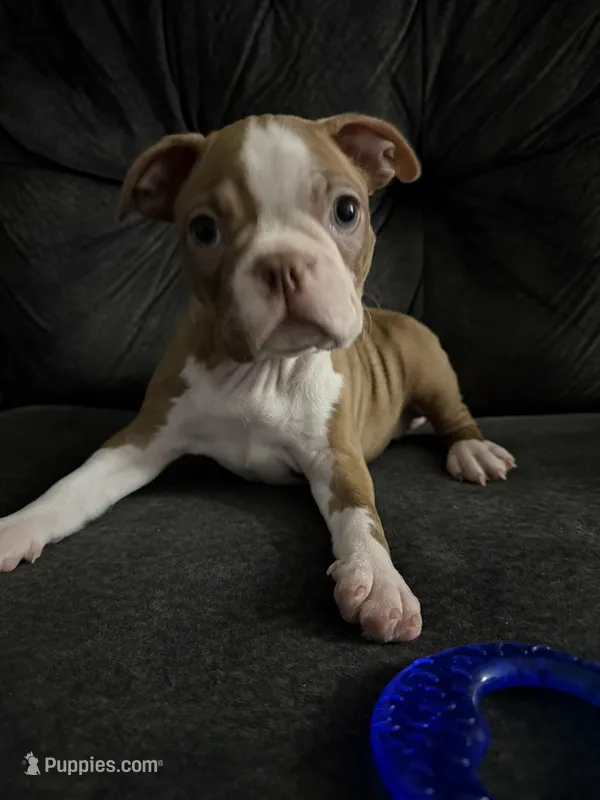 Bear – Boston Terrier puppy for sale in Kissimmee, FL