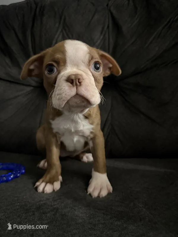 Penelope – Boston Terrier puppy for sale in Kissimmee, FL