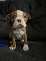 Penelope, a female Boston Terrier for sale in Kissimmee, FL – 1 of 3
