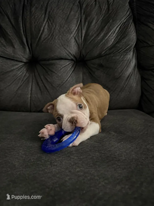 Gizmo – Boston Terrier puppy for sale in Kissimmee, FL