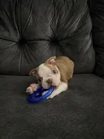 Gizmo, a female Boston Terrier for sale in Kissimmee, FL – 1 of 2