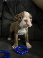 Penelope, a female Boston Terrier for sale in Kissimmee, FL – 2 of 3