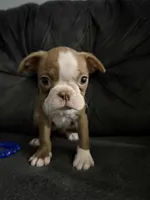 Penelope, a female Boston Terrier for sale in Kissimmee, FL – 3 of 3