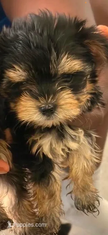 Puppy  – Yorkshire Terrier puppy for sale in Dayton, OH