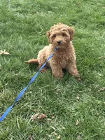 Coco, a female Goldendoodle for sale in Lorain, OH – 7 of 7