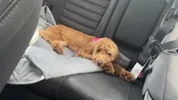 Coco, a female Goldendoodle for sale in Lorain, OH – 3 of 7
