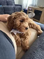 Coco, a female Goldendoodle for sale in Lorain, OH – 4 of 7