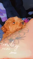 Coco, a female Goldendoodle for sale in Lorain, OH – 2 of 7