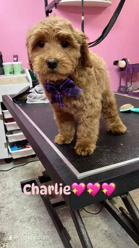 Coco – Goldendoodle puppy for sale in Lorain, OH