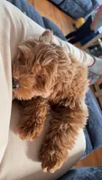 Coco, a female Goldendoodle for sale in Lorain, OH – 5 of 7