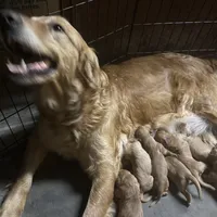 processed/c0c9d179-3f0f-46e6-ac72-1b3cf52d9b2c/facility/c0fe837d-6783-427b-aced-68c5f6b4e37d