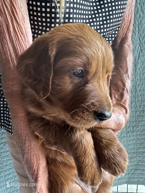 Golden Irish Girl 2 – Golden Irish puppy for sale in Cleveland, TN