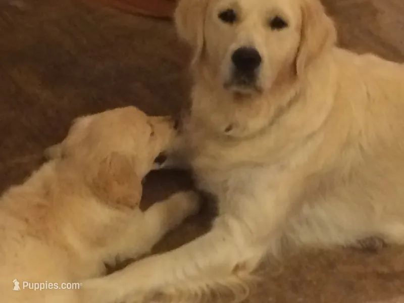 Sasha – English Cream Golden Retriever puppy for sale in Cleveland, TN