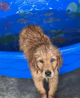 Rascal, a male Golden Retriever for sale in Cleveland, TN – 2 of 2