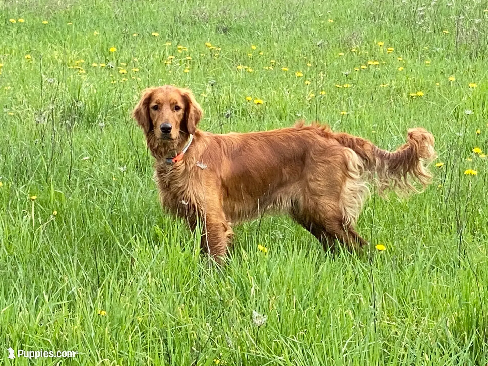 2nd Generation Golden Irish Boy 1, a male Golden Irish for sale in Cleveland, TN – 2 of 2
