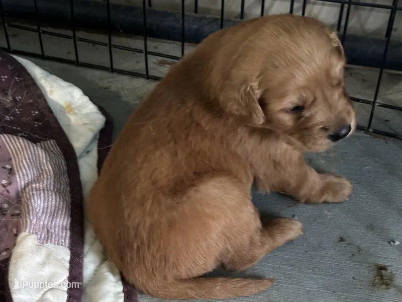 AKC Golden Richie – Golden Retriever puppy for sale in Cleveland, TN