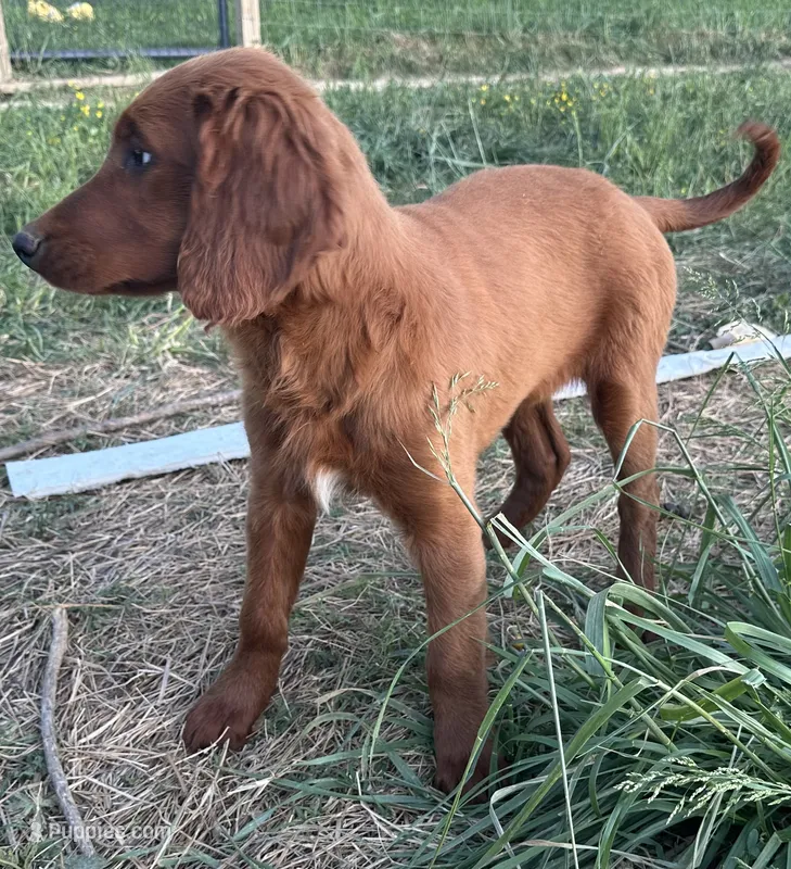 Golden Irish Boy 3 – Golden Irish puppy for sale in Cleveland, TN