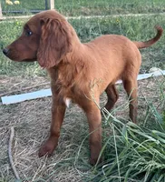 Golden Irish Boy 3, a male Golden Irish for sale in Cleveland, TN – 2 of 2