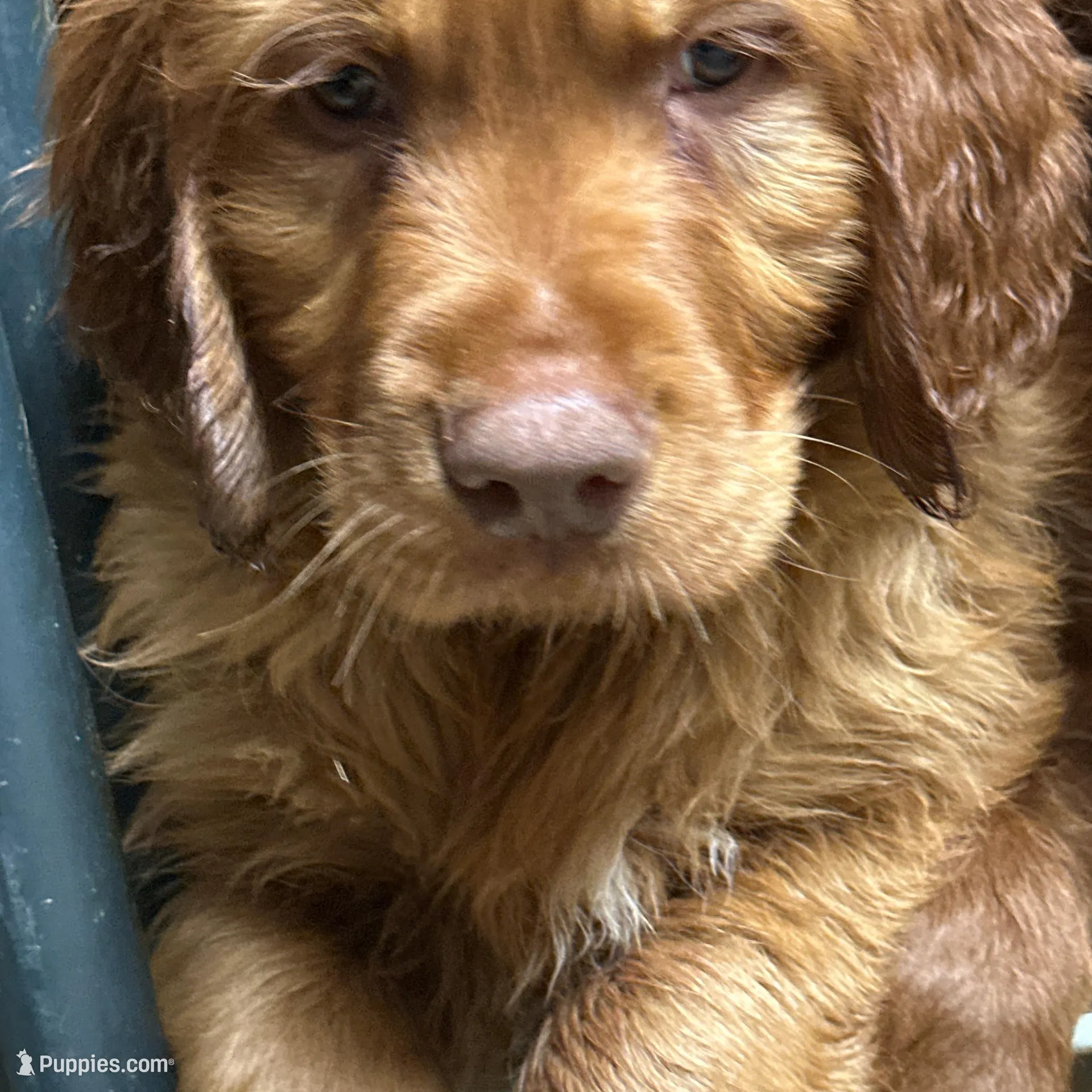 Golden Boy 3, a male Golden Retriever and Golden Irish for sale in Cleveland, TN – Photo 1 of 2
