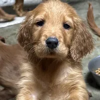 Golden Boy 3, a male Golden Retriever and Golden Irish for sale in Cleveland, TN – Photo 2 of 2