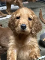 Golden Boy 3, a male Golden Retriever and Golden Irish for sale in Cleveland, TN – Photo 2 of 2